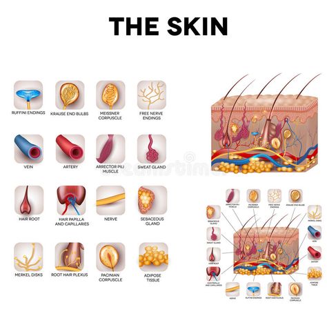 Skin anatomy vector illustration Skin Layers Anatomy Project, Skin Anatomy, Hair Science, Integumentary System, Human Body Unit, Mary Kay Skin Care, Skin Aesthetics, Practical Nursing, Skin Photo