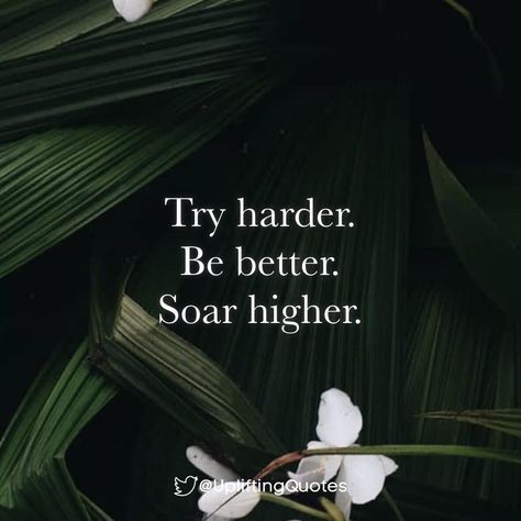 Vibe Higher Quotes, Soar Quotes, Vibe Higher, Quotes On Twitter, High Quotes, Motivational Inspiration, Try Harder, Read Image, Uplifting Quotes