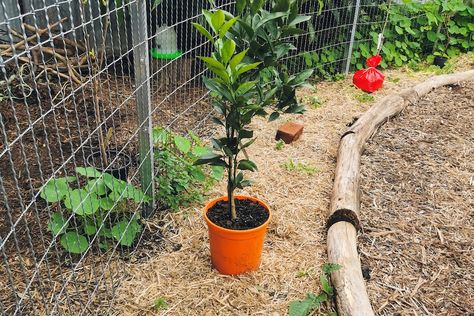 Small Food Forest, Small Urban Backyard, Food Forest Design, Backyard Food, Food Forest Garden, Small Urban Garden, Urban Backyard, No Grass Backyard, Small Food