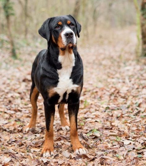 Great Swiss Mountain Dog, Unique Dog Breeds, Greater Swiss Mountain Dog, Swiss Mountain Dogs, Bully Breeds, Mountain Dog, Wolf Dog, Sweet Dogs, Mountain Dogs