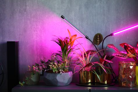 Indoor Plant Display, Seedlings Indoors, Best Grow Lights, Growing Bulbs, Plant Lighting, Grow Light, Led Grow, Led Grow Lights, Shade Plants