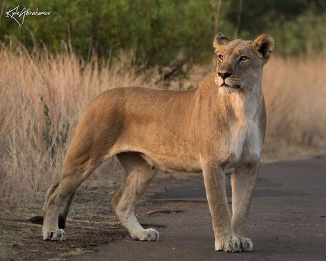 Lioness Reference Drawing, Lion Reference Poses, Big Cat Reference Photo, Lion Body Reference, Lioness Poses, Lion Pose Reference, Big Cat Photography, Big Cat Poses, Lions Reference