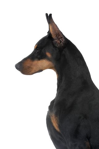 Doberman Side View, Doberman Side Profile, Tips For Dogs, Doberman Love, Doberman Pinscher Dog, Doberman Dogs, Best In Show, Weiner Dog, Hair Remover