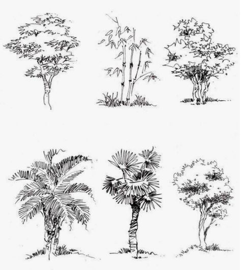 Architectural Trees, Cer Nocturn, Plant Sketches, Tree Sketch, Landscape Design Drawings, Architecture Sketches, Landscape Architecture Drawing, Tree Drawings Pencil, Tree Sketches