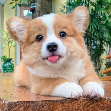 G To G, Baby Corgis, Baby Corgi, Dog Corgi, Cute Corgi Puppy, Happy News, 강아지 그림, Really Cute Dogs, Adorable Dogs