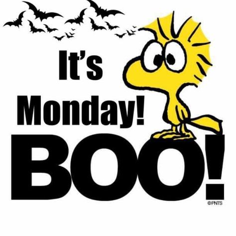 Happy Monday Halloween, Good Morning Quotes Funny, Monday Halloween, Funny Good Morning, Fall Humor, Halloween Quotes Funny, Funny Day Quotes, Monday Humor, Funny Good Morning Quotes