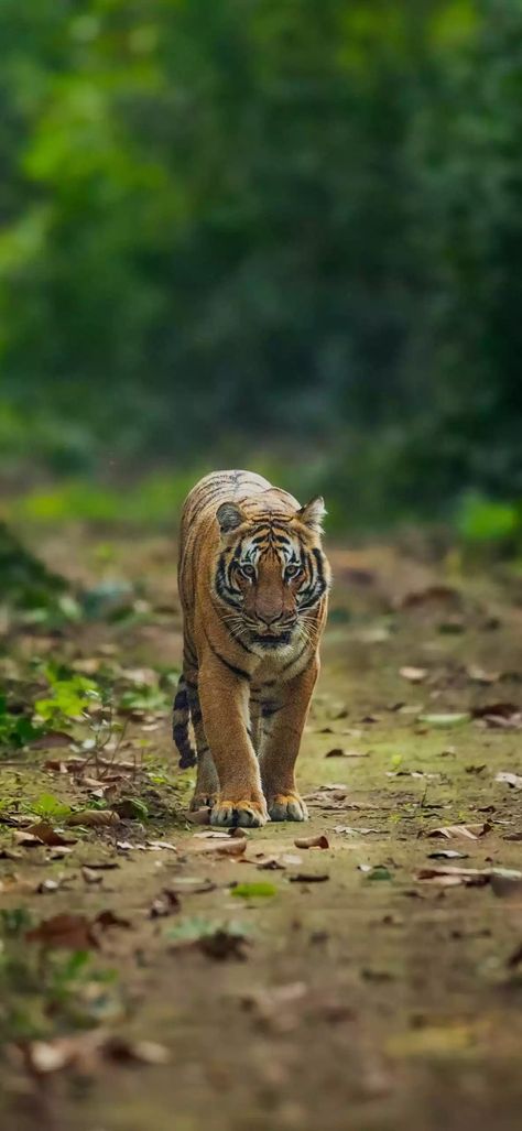 Baby Tiger, Tiger Cub, Bengal Tiger, Tiger Tattoo, White Tiger, Hd Images, Pet Birds, Birds, Van