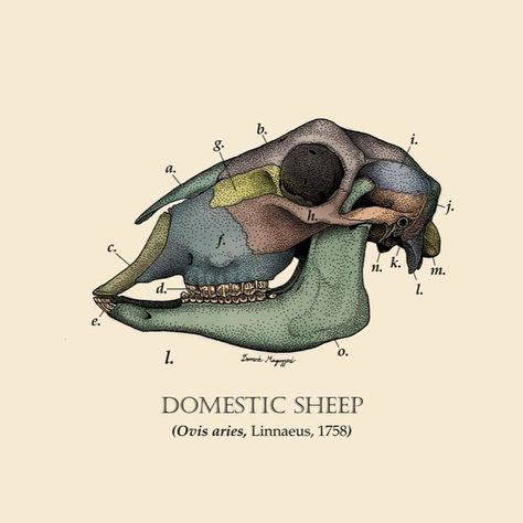 Sheep Skull Diagram. Decided to fix up this old drawing that I made back in 2018. The original had been on display at the Black Sheep… | Instagram Sheep Skull Drawing, Sheep Anatomy, Sheep Skeleton, Sheep Reference, Skull Diagram, Diagram Illustration, Sheep Skull, Skull Anatomy, The Black Sheep