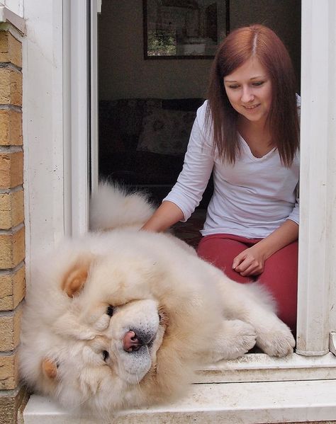 The Chow Chow's are gorgeous  ! The White chow chow even more so Chow Chow Puppy, Chow Chow Dogs, Lion Dog, Hobby Farm, Fluffy Animals, Love Pet, Chow Chow, Sweet Animals, Beautiful Dogs