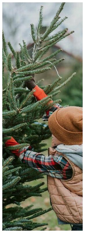 Christmas Greens, Winter Lovers, Christmas Cabin, Evergreen Christmas, Whispering Pines, Nordic Christmas, Tree Farm, Christmas Tree Farm, Photo Edited