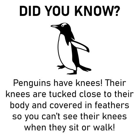 It may be hard to believe but Penguins DO have knees! Their lower leg anatomy is very short, meaning they have short leg bones but they do have the same leg anatomy as other birds. Talk about non-stop squats! 🐧🦵❄️ #penguins #penguinknees #penguinshaveknees #winter #snow #winteranimals #northpole #southpole #waddle #penguinwaddle #penguinsarecool #ice #coolfacts #dog #cat #pets #interesting #petsareawesome #amazinganimals #aocpet #facts #knowlege #didyouknow #themoreyouknow Lower Leg Anatomy, Penguin Facts, Leg Anatomy, School Age Activities, African Penguin, Leg Bones, Winter Animals, Special Interest, Animal Facts