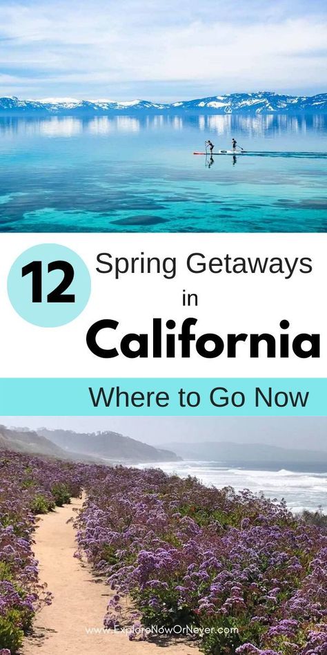 Head to California! It's the perfect spring break destination. Visit beaches for sun and deserts for gorgeous wildlfowers.  spring break destinations | Palm Springs | Anza Borrego | California in April | spring travel USA California Spring Break, Travel San Francisco, Spring Travel Destinations, Spring Break Getaways, La Travel, California Travel Guide, Spring Break Vacations, Spring Break Destinations, North America Travel Destinations