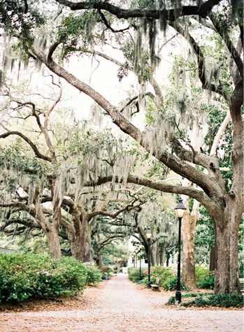 savannah, georgia, so in love! take me back! Forsyth Park Savannah Photography, Forsyth Park Savannah Wedding, Forsyth Park, Savannah Wedding, Tybee Island, Spanish Moss, Savannah Georgia, Park Wedding, Down South