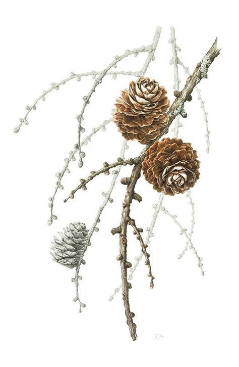 Rosalind Allchin European Larch Cones "Larix decidua" Graphite and watercolor on paper. Botanical Artists, Botanisk Illustration, Botanical Sketchbook, Science Illustration, Illustration Botanique, Botanical Painting, Botanical Watercolor, Scientific Illustration, Botanical Drawings