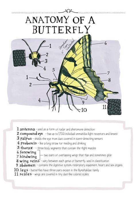 Nature Anatomy: A Glorious Illustrated Love Letter to Curiosity and the Magic of Our World | Brain Pickings Nature Information, Nature Anatomy, Facts About Butterflies, Monarch Butterfly Infographic, Science Anatomy, Monarch Butterfly Migration Map, Julia Rothman, Stages Of A Butterfly, Monarch Butterfly Garden