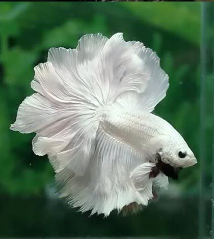 The most expensive betta fish - Nice Betta Thailand.CO.,LTD Tanaman Air, Ikan Air Tawar, Betta Fish Types, Betta Aquarium, Pretty Fish, Betta Tank, Betta Fish Tank, Beta Fish, Wild Animals Pictures