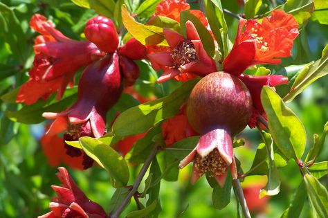 Pomegranate buds and blossoms | by laurielabar Pomegranate Growing, Pomegranate Tea, Pomegranate Tree, Fruit Orchard, Pomegranate Fruit, Edible Landscaping, Pomegranate Juice, Apple Tree, Lawn And Garden