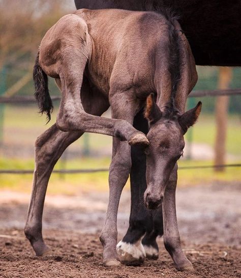 Horse Foals Aesthetic, Yearling Horse, Aesthetic Horses, Horse Videos, Design Ideas, Horses, Media, Animals, Quick Saves