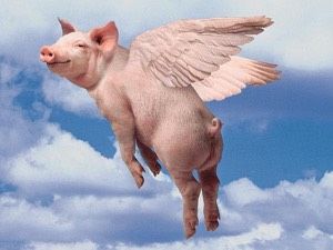 Biffo and the pig that couldn’t fly | DAILY DRONE | Alastair McIntyre Flying Pigs Art, Chester Races, Hatch Drawing, Pig Art, Flying Pig, Funny Profile Pictures, Arte Animal, Flip Book, 귀여운 동물