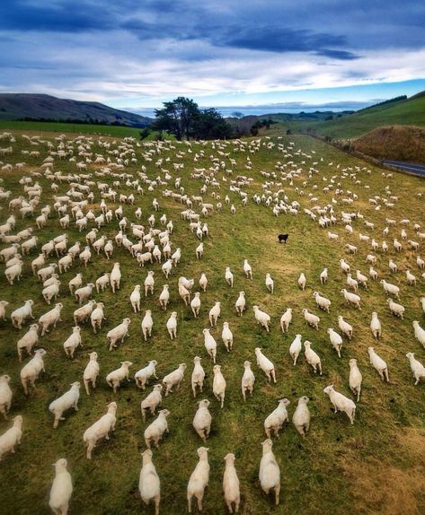 Esther is definitely an outcast in many ways. She does not fit in with her family or with any of the people she meets in New York. She is the proverbial "Black Sheep of the family." Black Sheep Of The Family, Canon 700d, The Black Sheep, Photo Documentary, Black Sheep, Portrait Shots, Canon Photography, Travel Alone, Drone Photography