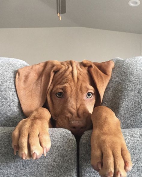 Hungarian Vizsla Puppy, Vizsla Funny, Dog Ear Tattoo, Dog Videos Funny, Hungarian Dog, Dog Tattoo Ideas, Puppy Dog Pictures, Puppy Sketch, Hungarian Vizsla