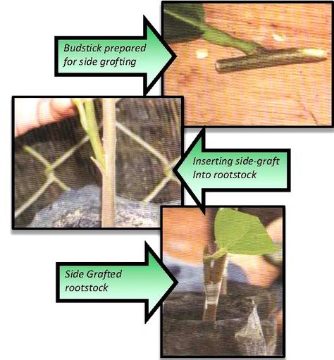 Cacao Production Guide 2 Insect Pest, Shade Trees, Organic Fertilizer, Dried Beans, Leaf Shapes, Soil