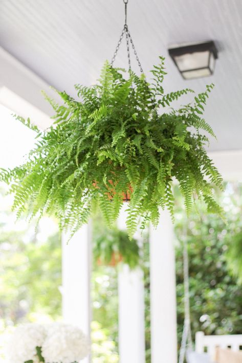 Easy Landscaping Ideas, Flowers Guide, Hanging Ferns, Front Porch Flowers, White Porch, Porch Flowers, Blue Planter, Small Front Yard, Boston Fern