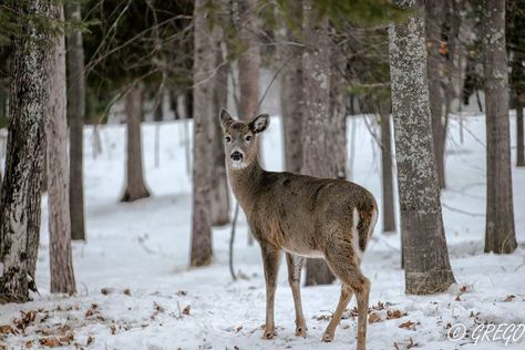 Michigan’s Upper Peninsula Wildlife | Upper Peninsula Common Loon, Trumpeter Swan, Upper Peninsula Michigan, Bear Spray, River Otter, Red Squirrel, Wildlife Photos, Upper Peninsula, Whitetail Deer