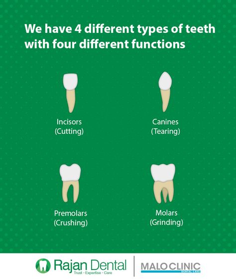 Types Of Cavities Teeth, Types Of Teeth And Functions, Dental Quiz, Teeth Types, Different Types Of Teeth, Dental Assistant Study Guide, Types Of Teeth, Kids Dental Health, Dental Assistant Study