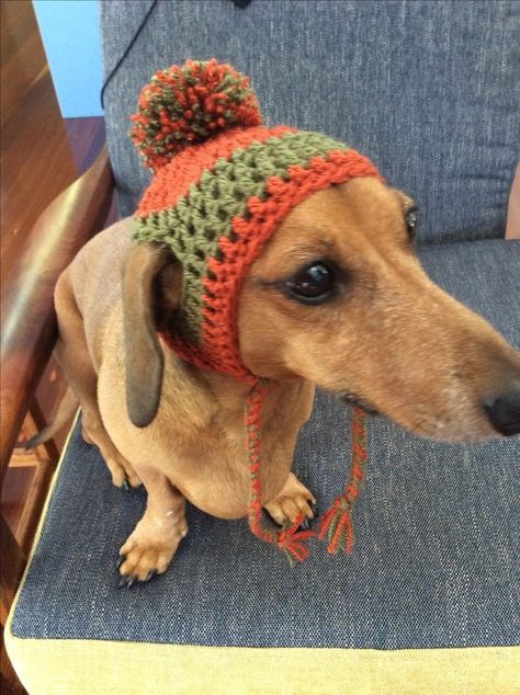 Crochet Ideas For Dogs, Crochet Things For Dogs, Crochet Dog Hats, Dog Crochet Hat, Dog Hat Crochet, Crochet Dog Sweater Free Pattern, Crochet Dog Hat, Crochet Dog Clothes, Dog Sweater Crochet Pattern