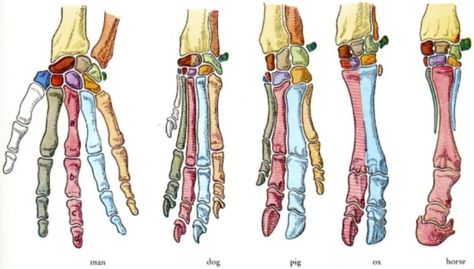 Animal Muscle Anatomy, Easy Anatomy, Vet Stickers, Comparative Anatomy, Anatomy Images, Funny Horse Pictures, Veterinary Assistant, Vet Medicine, Dog Anatomy