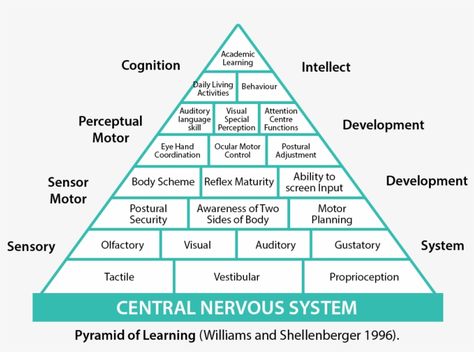 Learning Pyramid, Sensory System, Learning Tips, Sensory Integration, Sensory Processing Disorder, Kids Sensory, Training And Development, Sensory Processing, Kids Behavior