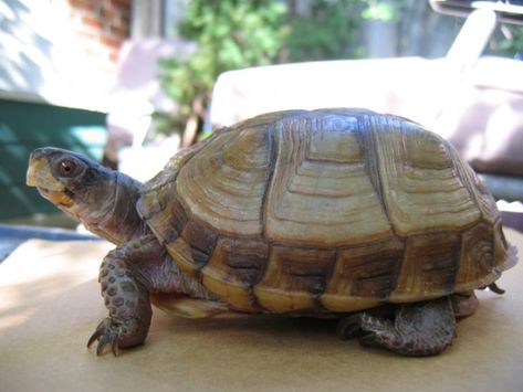 Russian Tortoise Diet, Tortoise Food, Turtle Care, Russian Tortoise, Tortoise Care, Baby Tortoise, Sulcata Tortoise, Giant Tortoise, Pet Turtle