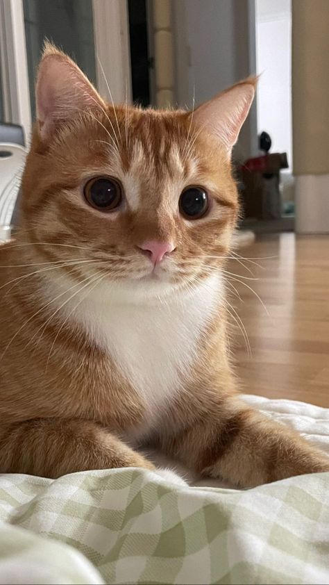 Ginger Cat Wallpaper, Oyen Cat, Funny Cat Wallpaper, Dream's Cat, Ginger Cat, Cute Cats Photos, Orange Cats, Ginger Cats