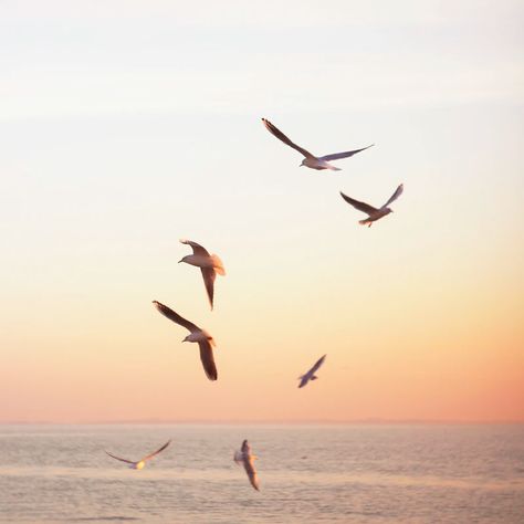 flock of white-and-brown birds photo – Free Bird Image on Unsplash Seagulls Flying, Brown Bird, Ocean Sounds, Ocean Wallpaper, Beautiful Sights, Sea Birds, Island Vacation, Bird Photo, Nature Images