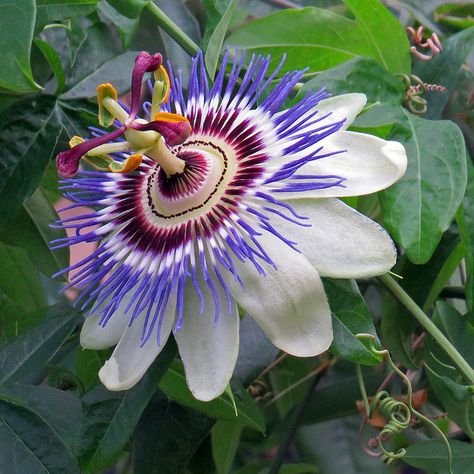 White Passion Flower by njchow82, via Flickr Blue Passion Flower, Flower Vines, Fruit Seeds, Unusual Plants, Unusual Flowers, Gardening Advice, Unique Plants, Cactus Y Suculentas, House Plants Indoor