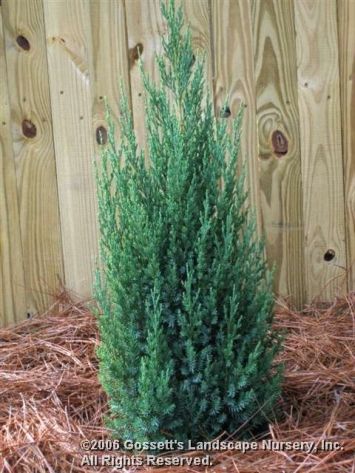 Juniper 'Blue Point' Upright - like this - maybe for front of house? Blue Point Juniper Landscaping Ideas, Blue Point Juniper, Landscape Nursery, Juniper Tree, Florida Landscaping, Privacy Trees, Walkway Landscaping, Evergreen Garden, Foundation Planting