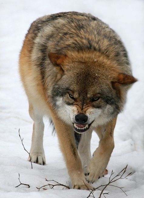 Eurasian Wolf Disney Timeline, Growling Wolf, Wolf Beautiful, Eurasian Wolf, Cry Wolf, Angry Wolf, Wolf Love, Wild Wolf, Wolf Pictures