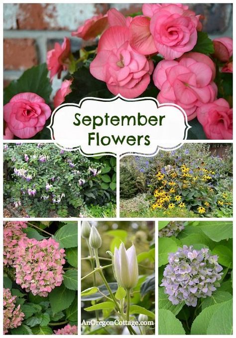 Flowers that bloom in September. September Flowers In Season, Cheap Raised Garden Beds, September Flowers, Winter Gardening, Fall Plants, Easy Garden, Flowers Garden, Autumn Garden, Fall Flowers