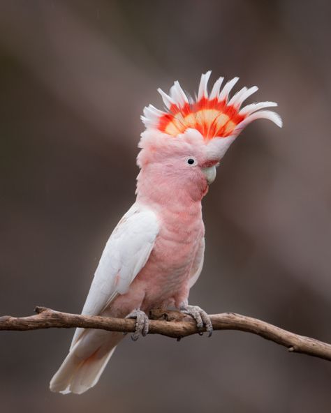 Major Mitchell’s Cockatoo - Lophochroa leadbeateri; is a small largely white cockatoo with pink on the sides of of its head. This species is found in inland arid areas of southeast Queensland, New South Wales, Victoria and Western Australia.  Photo by... Australian Parrots, Pink Cockatoo, Modest Maxi, Australian Birds, Airbrush Art, Pink Bird, Australian Animals, Bird Pictures, Exotic Birds