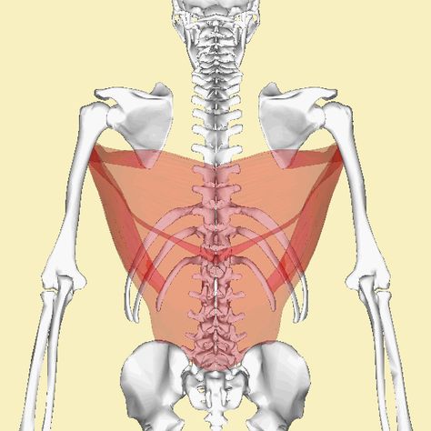 File:Latissimus dorsi muscle animation3.gif - Wikimedia Commons Lattisimus Dorsi Muscle, Moving Gif, Latissimus Dorsi, Myofascial Release, Body Movement, Anatomy Poses, Trigger Points, Pelvic Floor, Human Anatomy