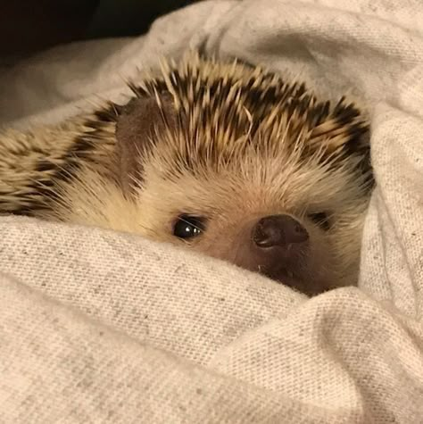 Animal Pics Funny, Cute Animal Wallpapers, Aesthetic Pets, Cute Animal Pfp, Pet Halloween Costume, Hedgehog Care, Hedgehog Party, Pet Aesthetic, Cute Animal Character