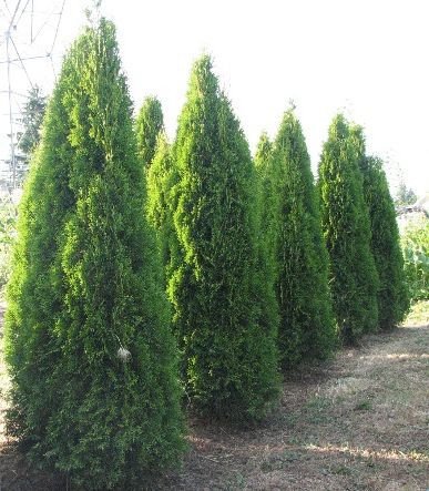 Cedar Trees Landscaping, Emerald Cedar, Best Trees For Privacy, Cedar Hedge, Eastern White Cedar, Yard Privacy, Porch Landscaping, Yard Plants, Privacy Trees