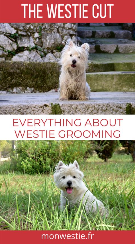 Westie Jahan with his long hair and with his westie cut West Highland White Terrier Grooming, West Terrier, Pug Mix, Westie Dog, Westie Puppies, Puppy Cut, Dog Cuts, Highlands Terrier, Westie Dogs