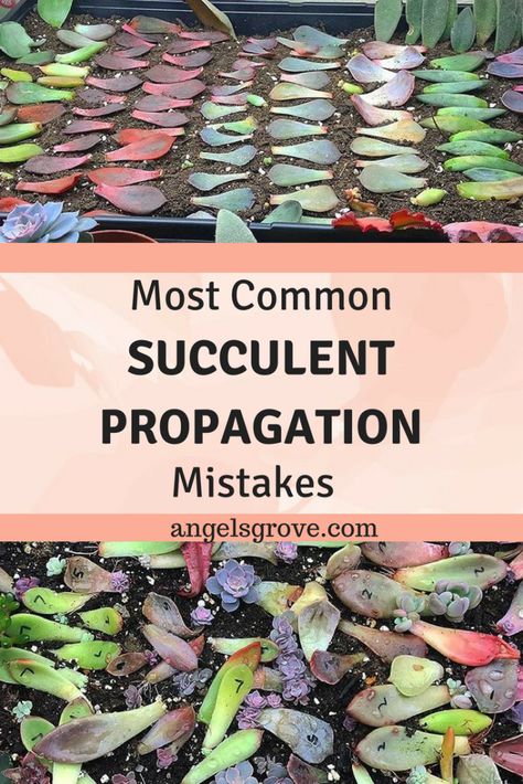 Succulent Care Indoor, Multiplier Des Plantes Grasses, Succulent Projects, Leaf Propagation, Propagate Succulents From Leaves, Succulent Propagation, Succulent Diy, Succulent Garden Design, Succulent Garden Diy