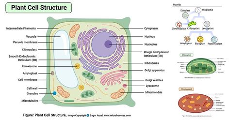 Definition of plant cell Plant cells are eukaryotic cells, that are found in green plants, photosynthetic eukaryotes of the kingdom Plantae which means they have a membrane-bound nucleus. They have a variety of membrane-bound cell organelles that perform various specific ... Read more The post Plant cell- definition, labeled diagram, structure, parts, organelles appeared first on Microbe Notes. Plant Cell Picture, Plant Cell Drawing, Plant Cell Parts, Plant Cell Labeled, Cell Definition, Plant Cell Diagram, Plant Cell Structure, Cell Diagram, Cells Worksheet