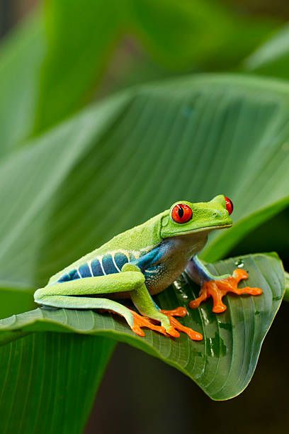 Red Eyed Frog, Desert Lizards, Tree Frog Tattoos, Frans Lanting, Frog Stuff, Green Tree Frog, Red Eyed Tree Frog, Frog Sitting, Frog Tattoos