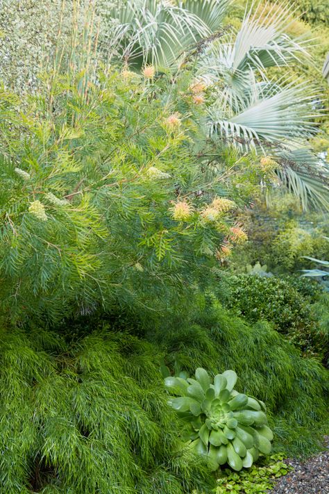 Bright, Beautiful Autumn Blooms: Grevilleas for Your Garden — FLORA GRUBB GARDENS Simple Arrangements, Cousin Itt, Low Water Plants, Tall Glass Vases, Property Ideas, Flora Grubb, Flora Garden, Big Bucket, California Garden