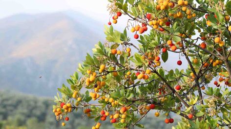 How to Plant, Grow, and Care for Strawberry Tree Arbutus Unedo, Goldfish Plant, Strawberry Tree, Plant Diseases, Master Gardener, Tree Seeds, Evergreen Shrubs, Organic Matter, Small Trees