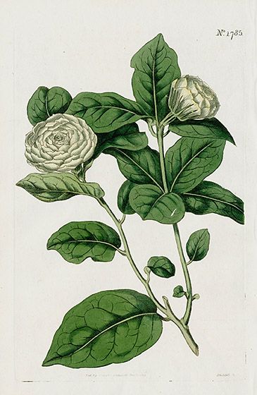 Arabian Illustration, Jasminum Sambac, Stella Rose, Copper Engraving, East Indies, Botanical Art Prints, Jasmine Flower, Antique Maps, Woven Paper